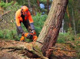 Best Utility Line Clearance  in Sacramento, CA